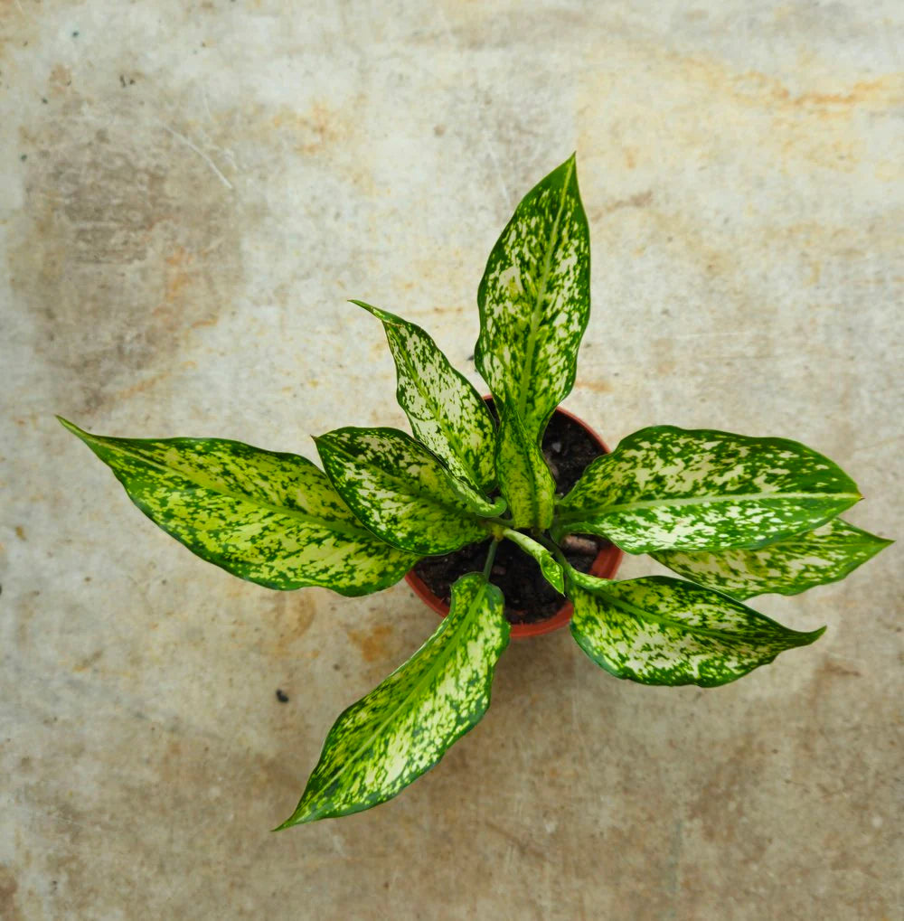 Aglaonema Care Guide: Expert Tips for Chinese Evergreen