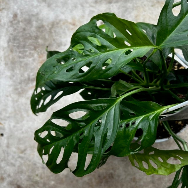 Cheese Plant Care Guide: Expert Tips for Monstera deliciosa
