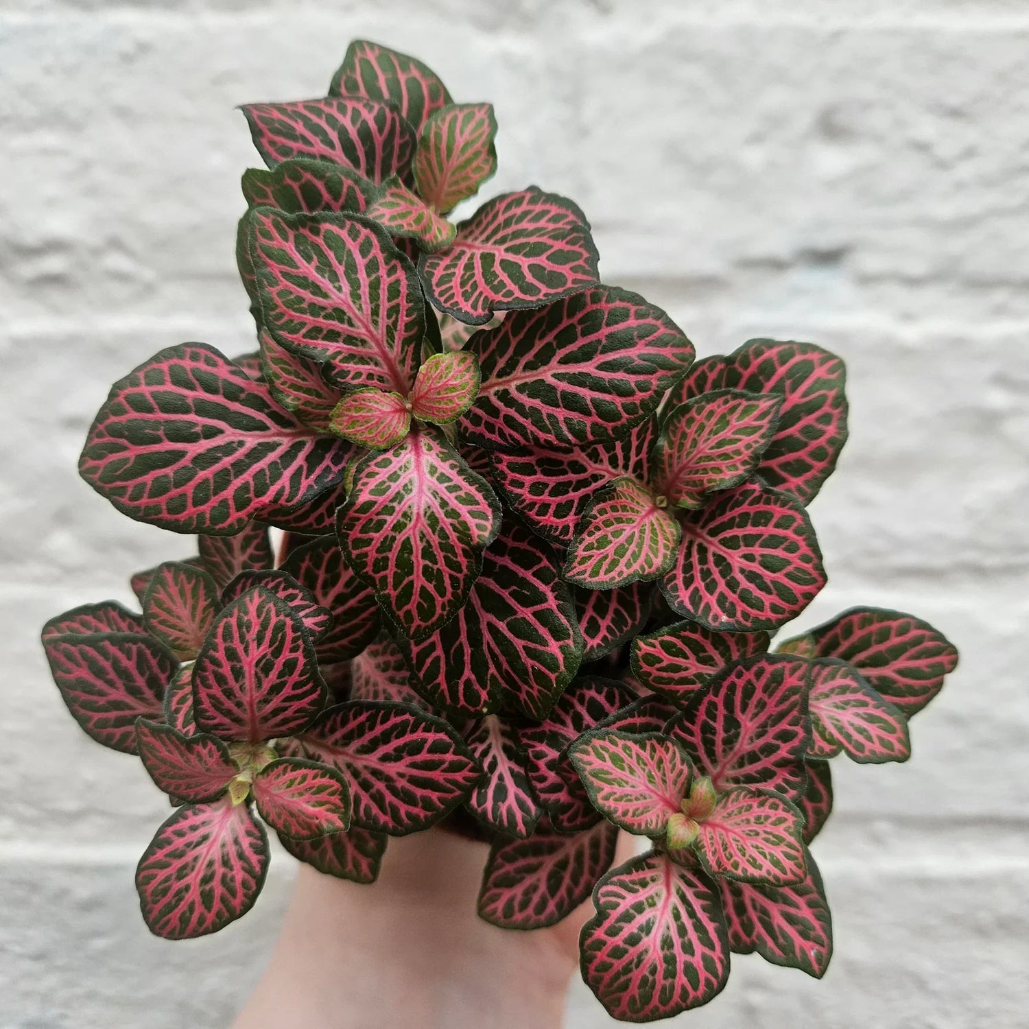 Nerve Plant Care Guide: Expert Tips on How to Care for Fittonia