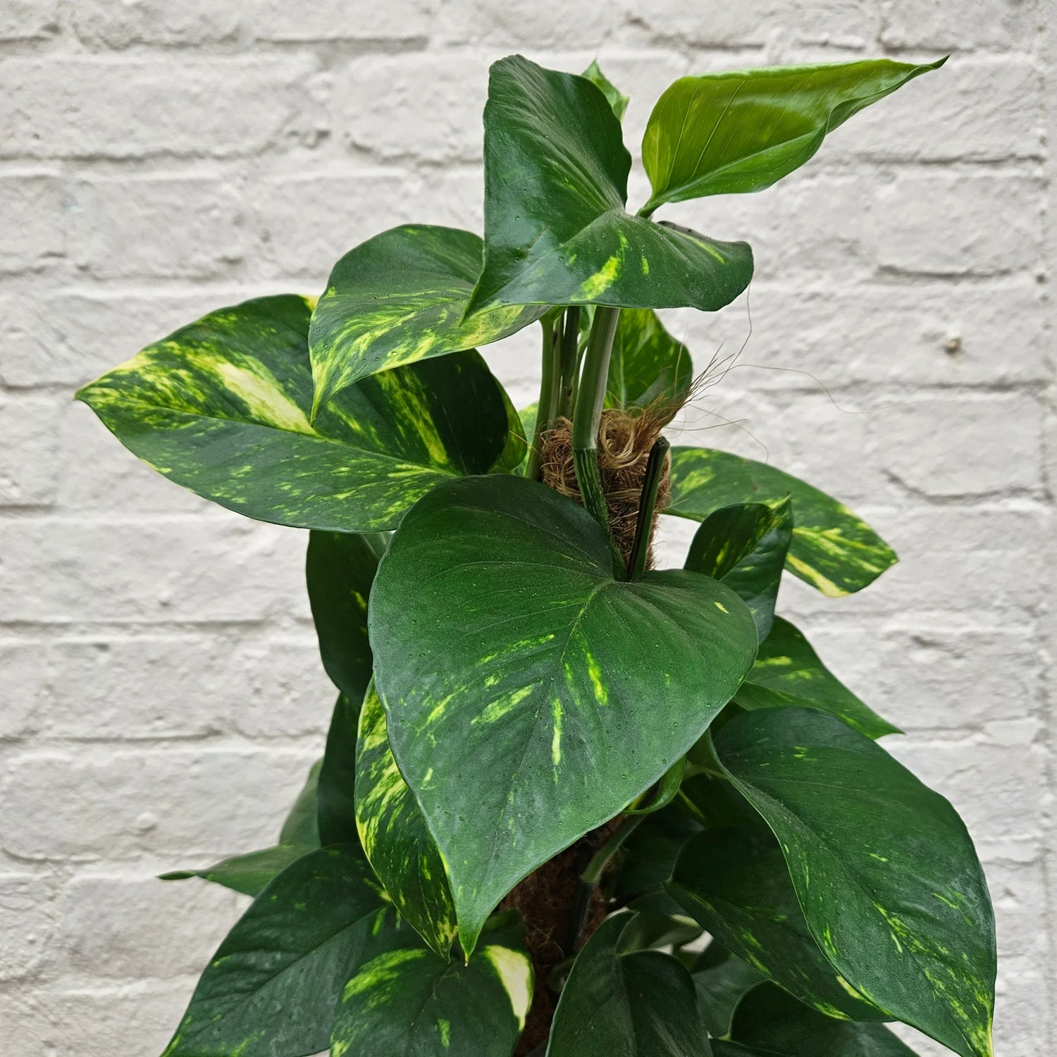 Golden Pothos Care Guide: Expert Tips for Epipremnum aureum