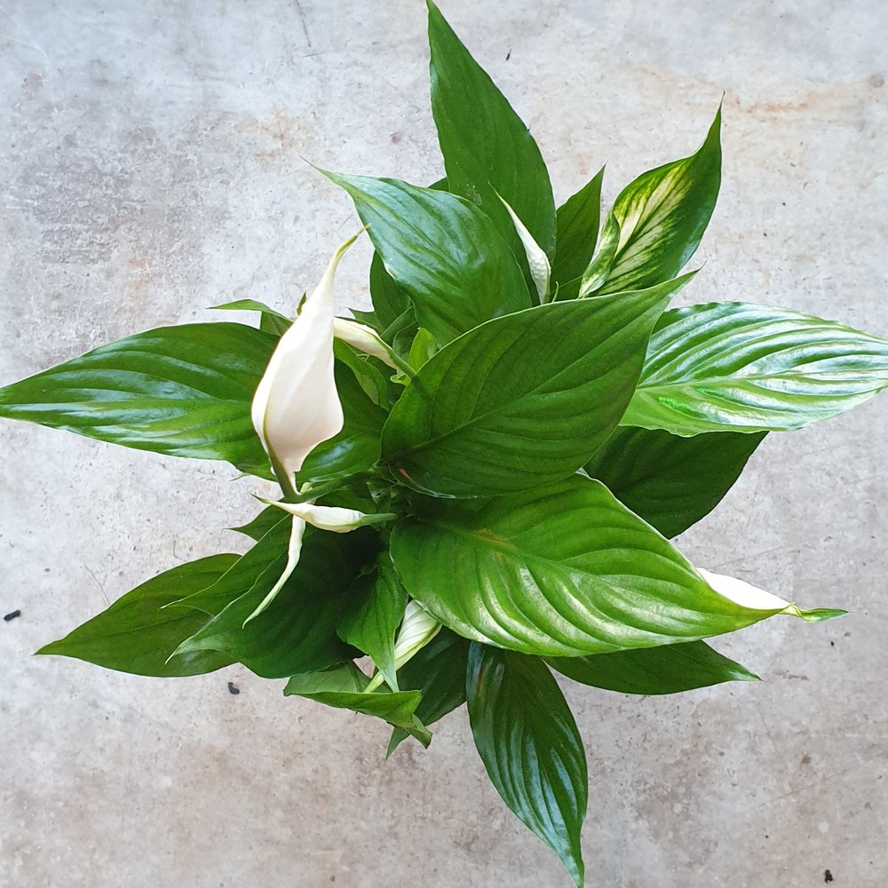 Plant Care Guide: Spathiphyllum 'Sensation' (Peace Lily)