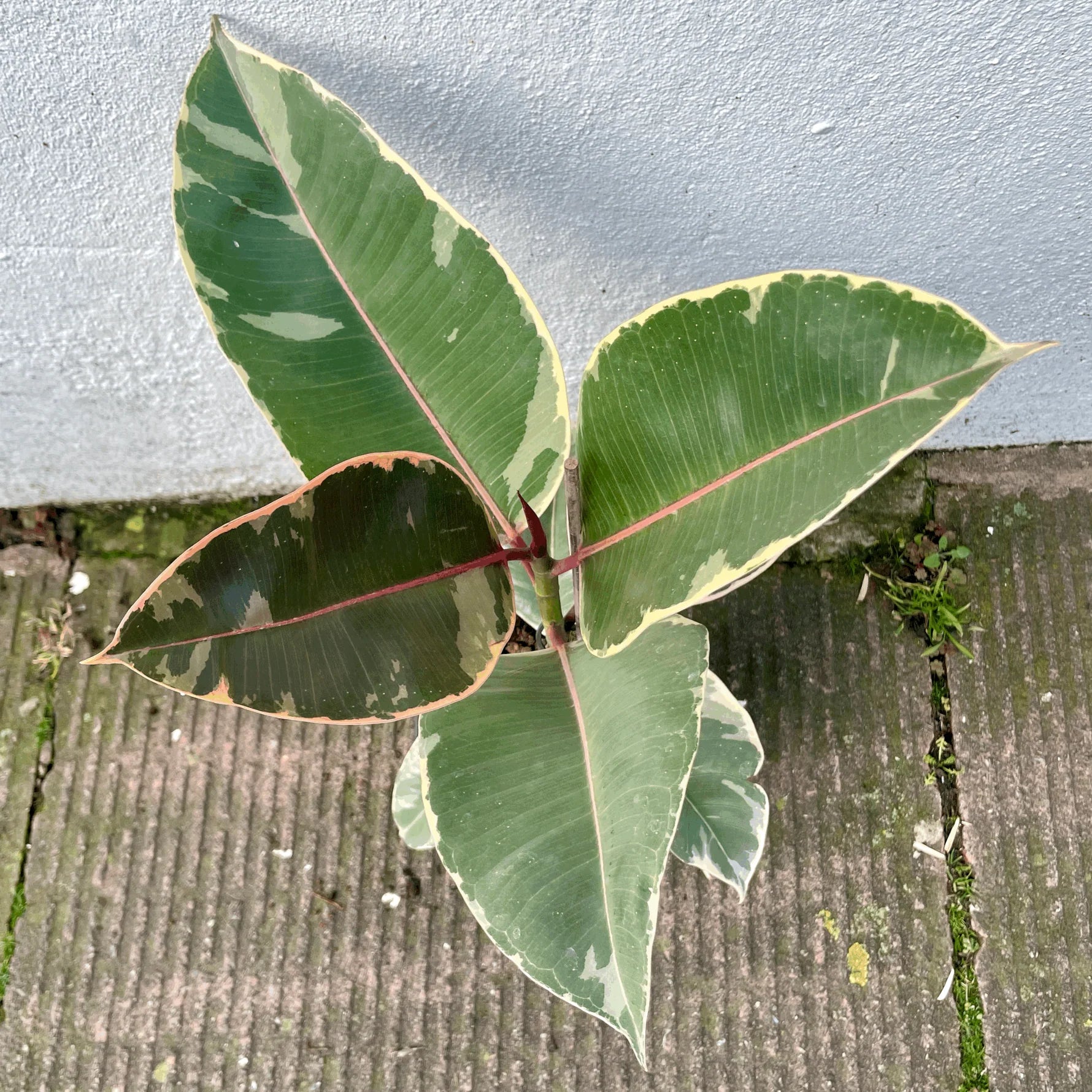 Rubber Plant Care Guide: Expert Tips for Ficus elastica