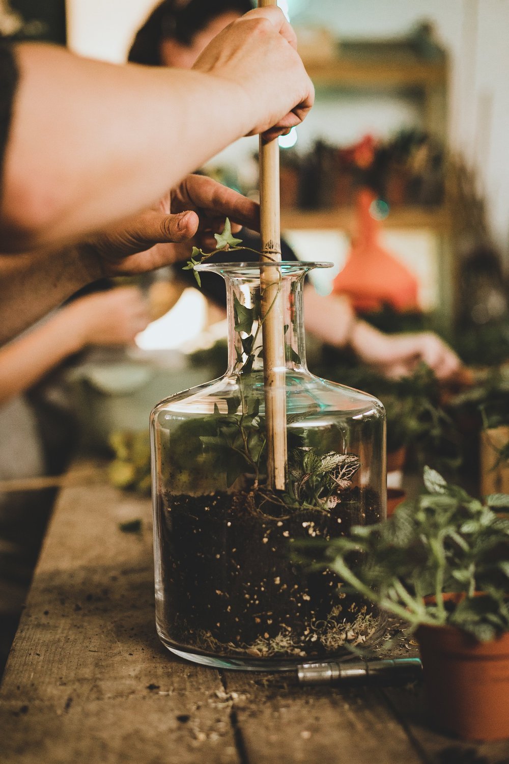 Terrarium making: your step-by-step guide