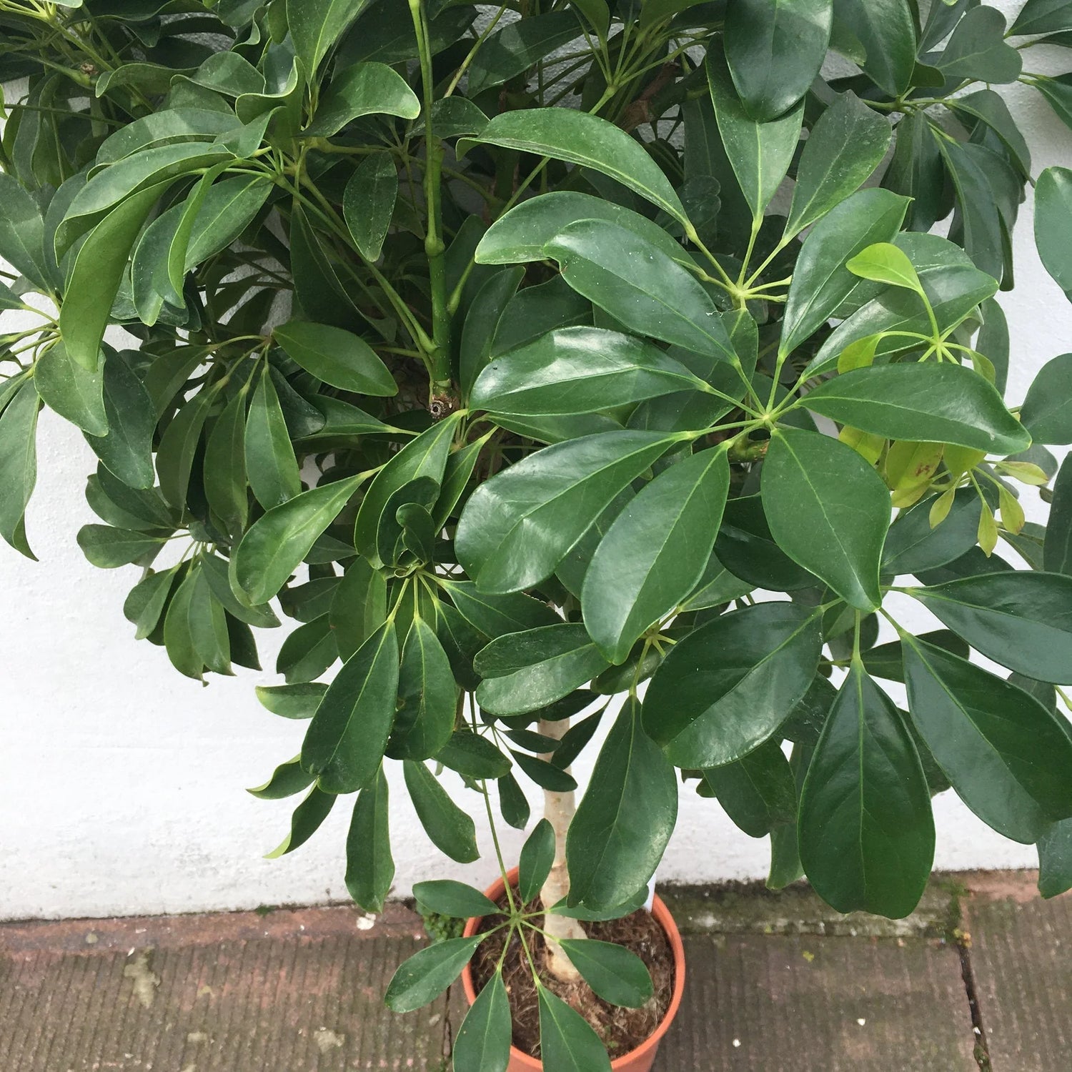 Umbrella plant Care Guide: Expert Tips for Schefflera