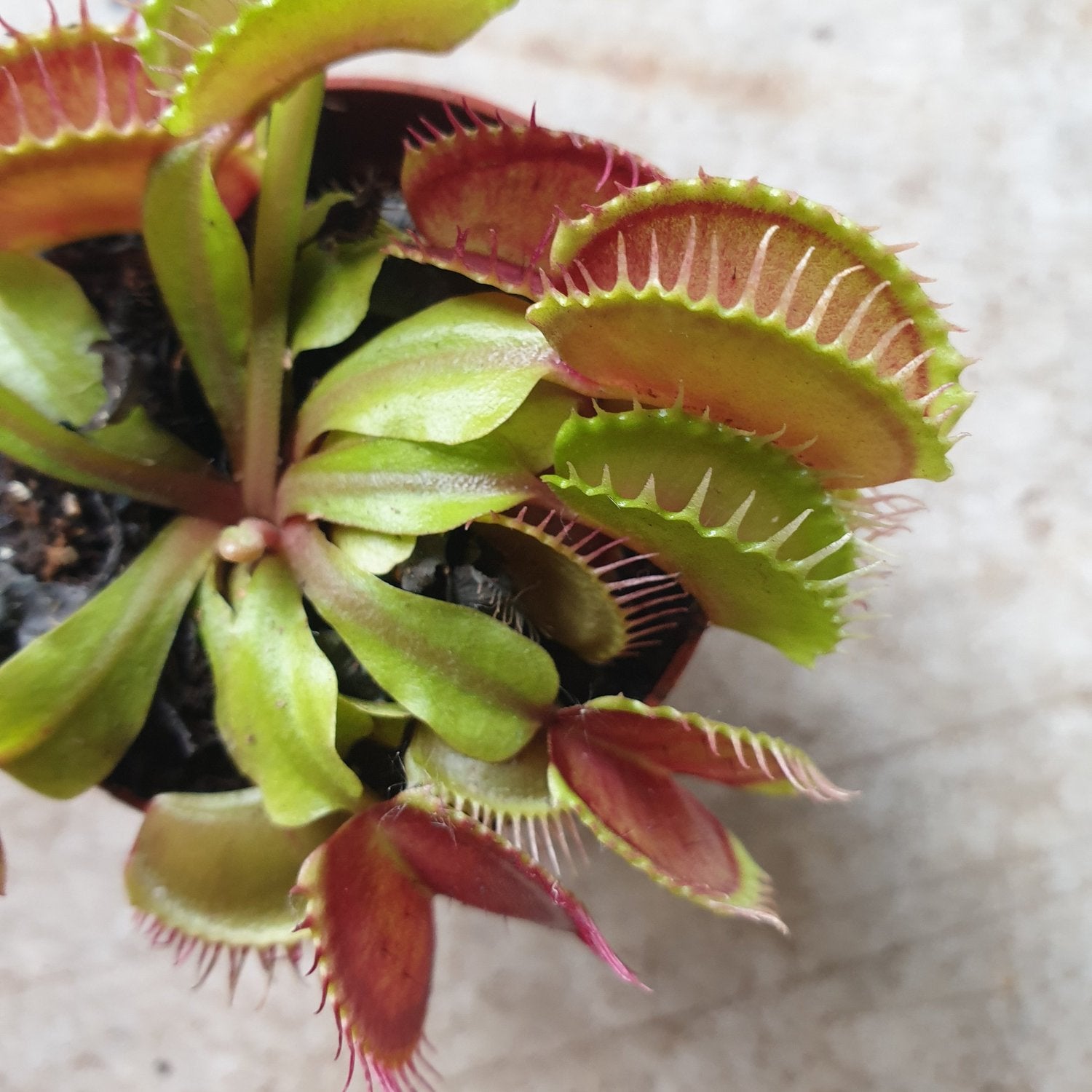 Venus Fly Trap Care Guide