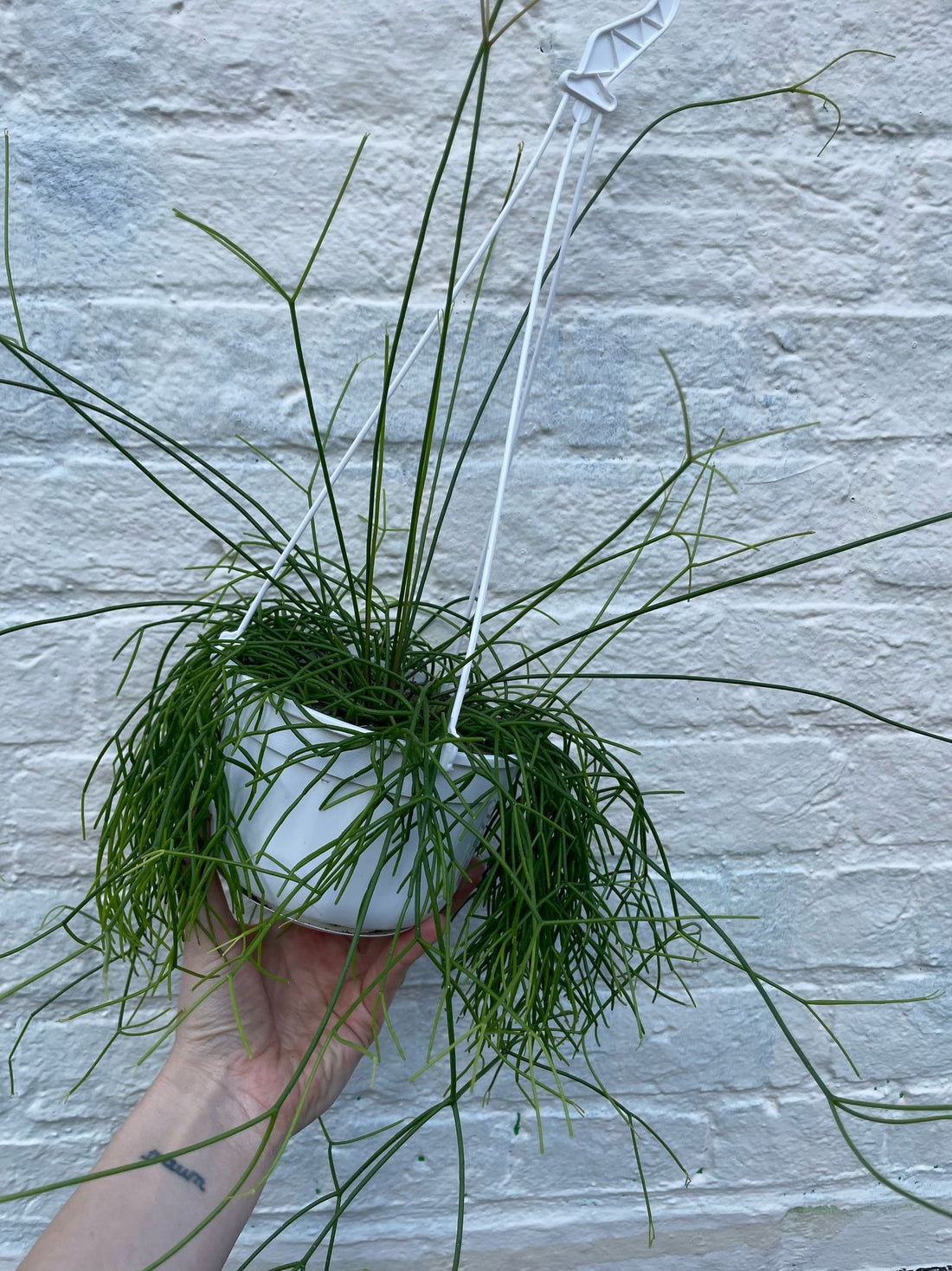 Rhipsalis Capilliformis (Mistletoe Cactus)