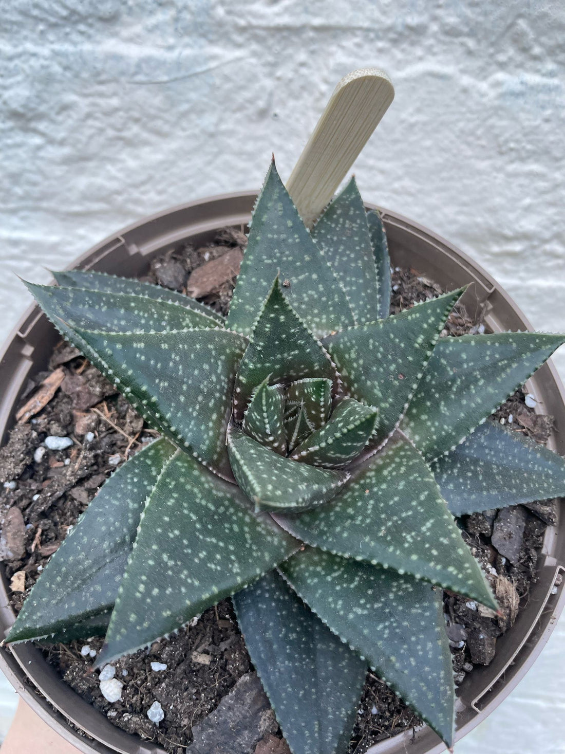 Haworthia Savanna (Star cactus)