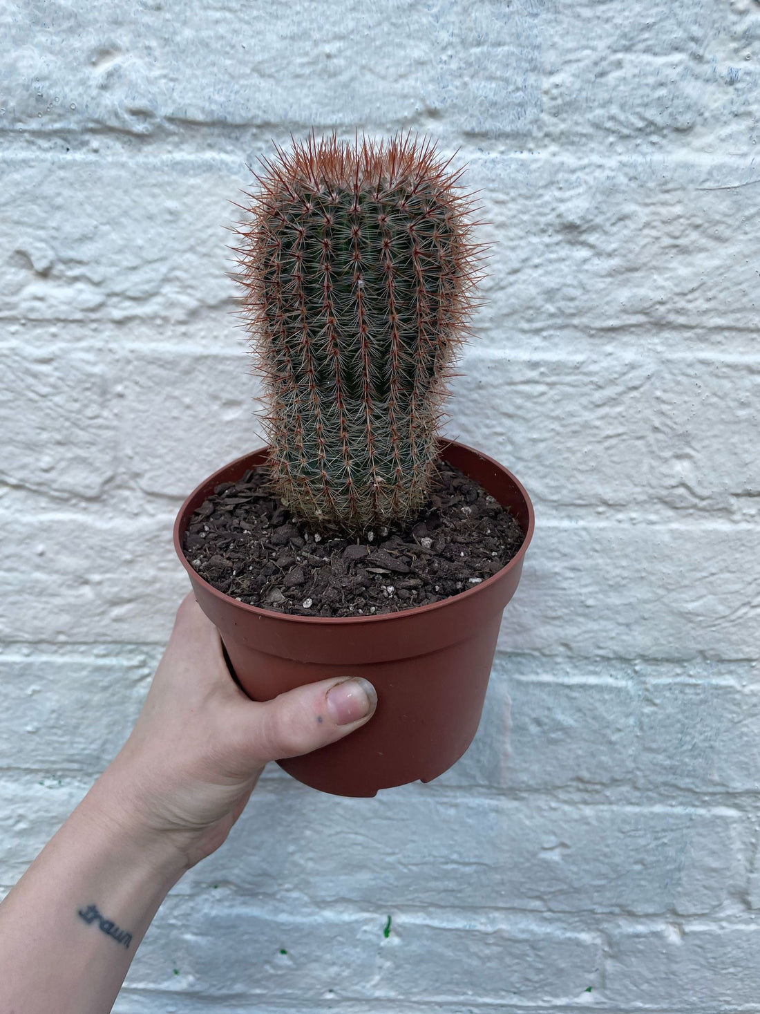 Notocactus schlosseri (Schlossers cacti) British grown cactus