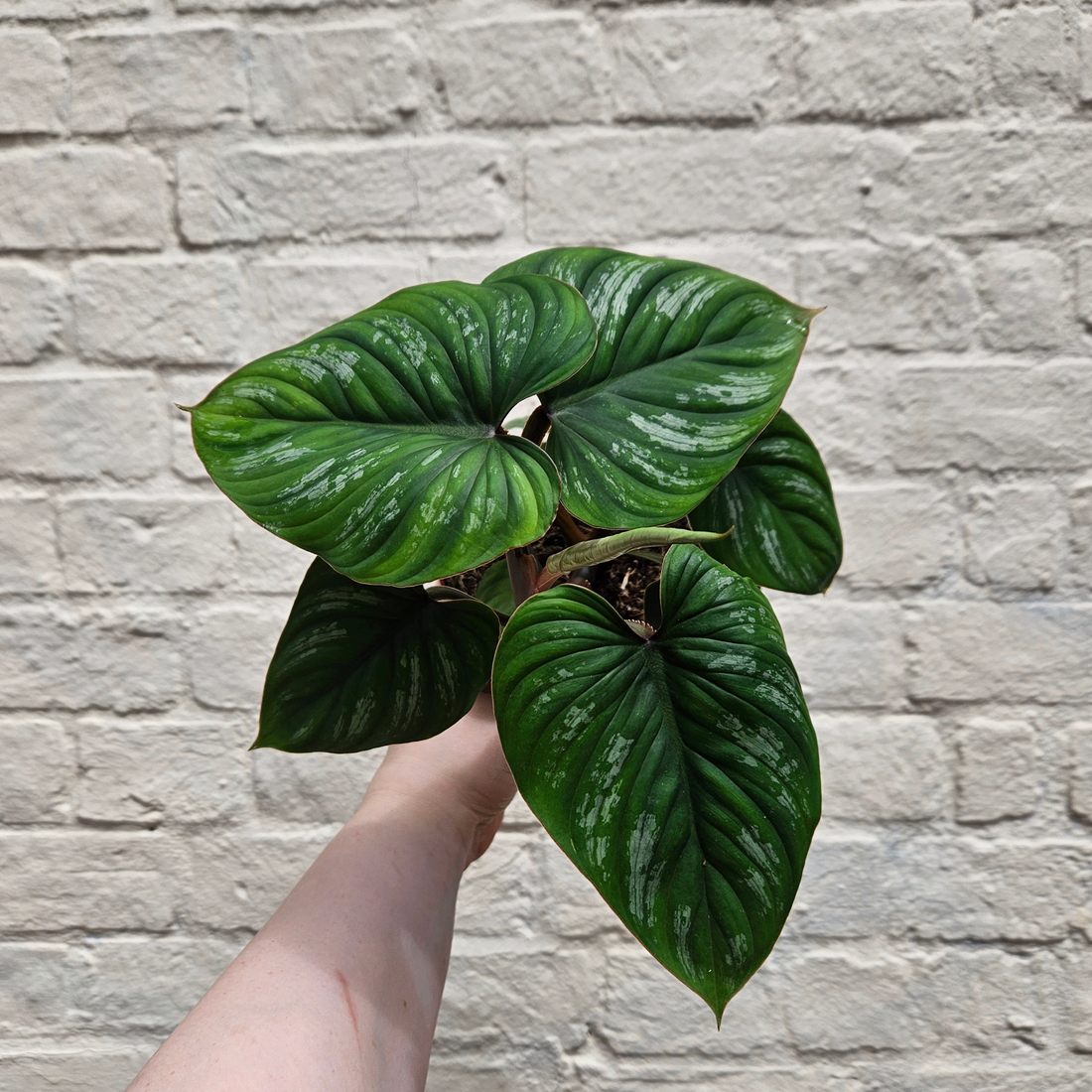 Philodendron mamei (Philodendron)
