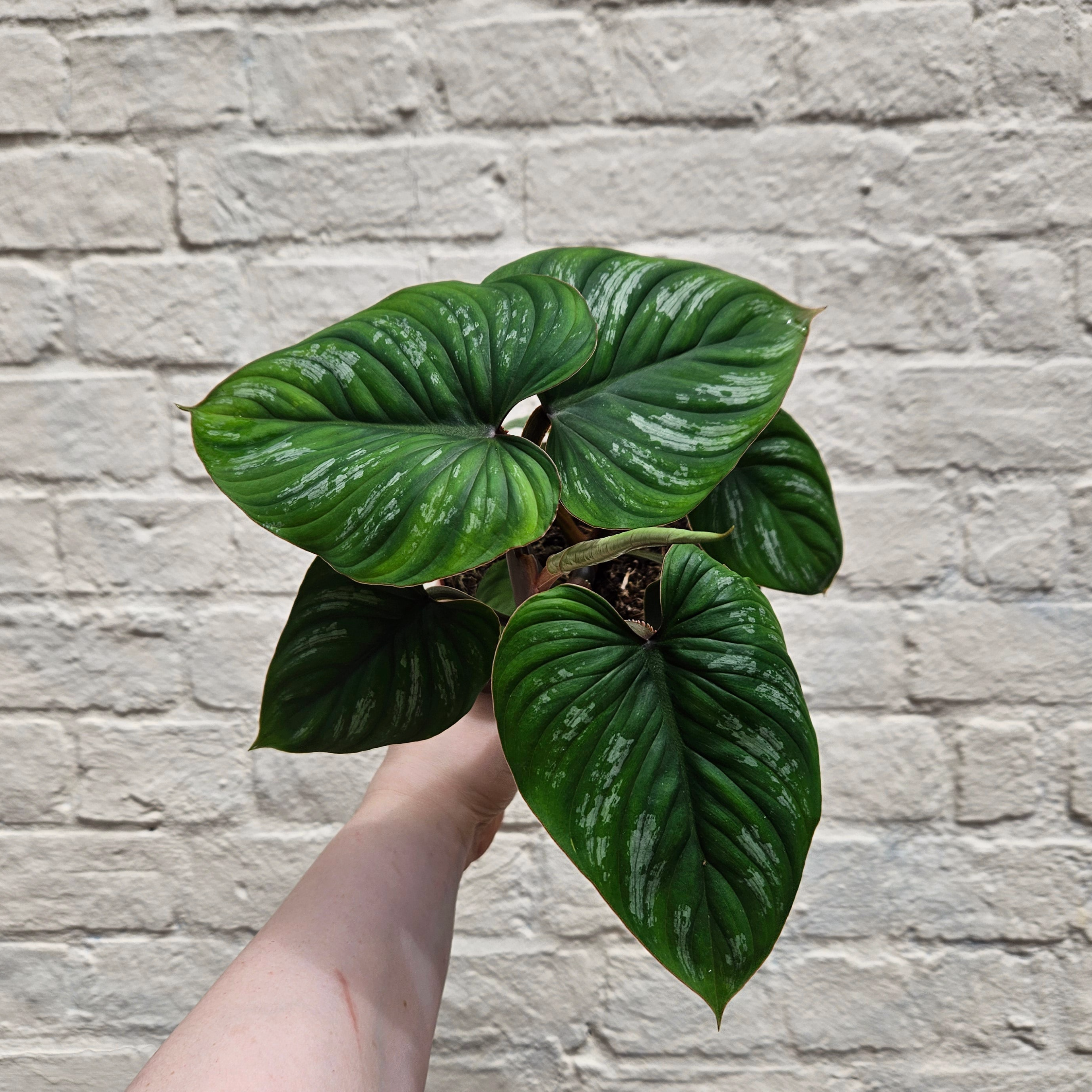 Philodendron mamei (Silver Cloud/Blotched Philodendron)