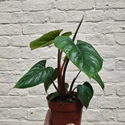 Philodendron mamei (Silver Cloud/Blotched Philodendron)