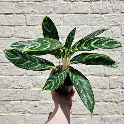 Aglaonema &