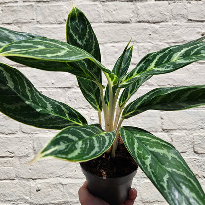 Aglaonema &