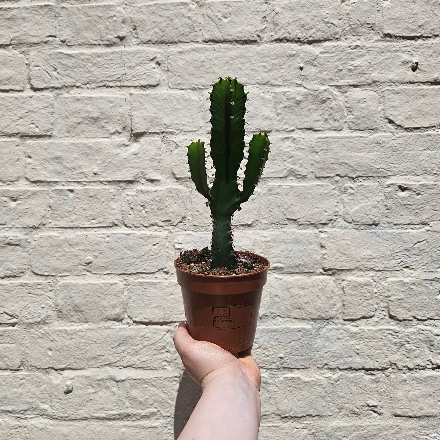 Euphorbia trigona branched (African milk tree)