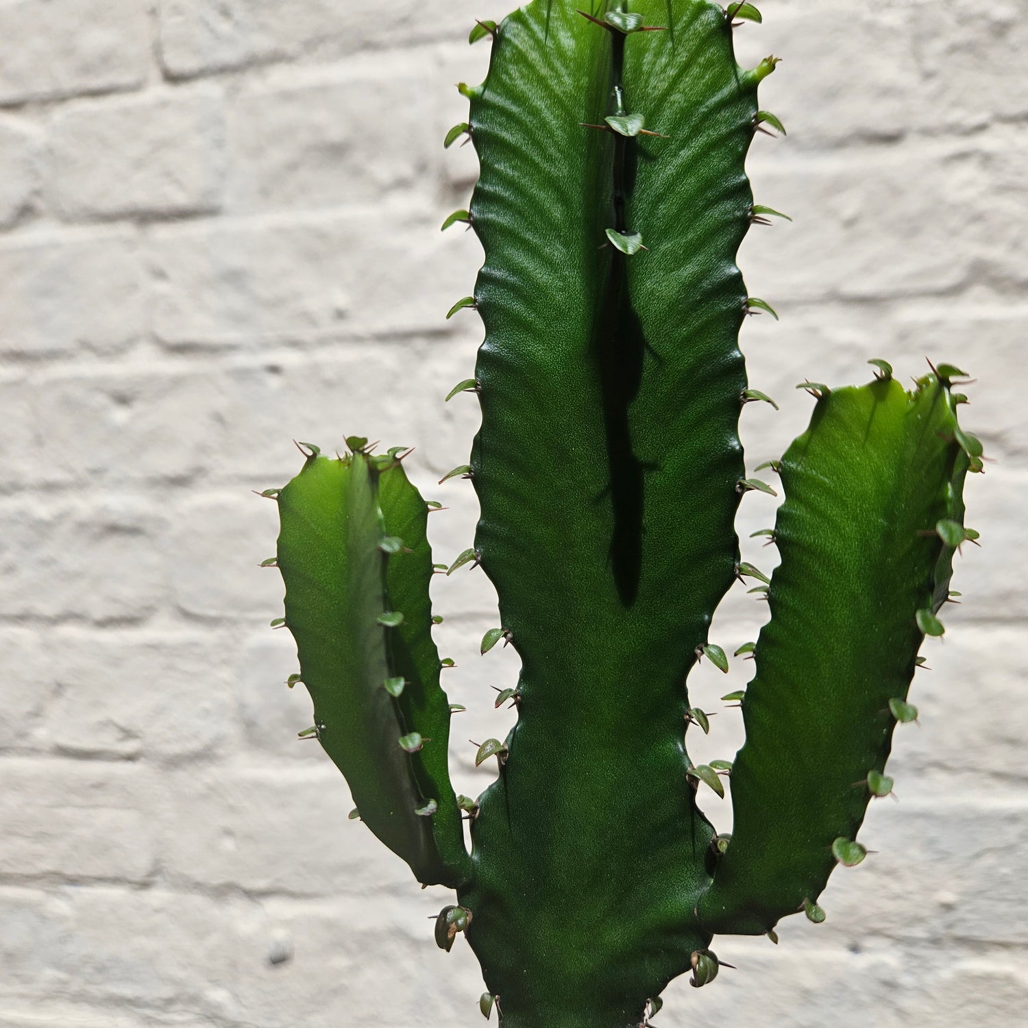 Euphorbia trigona branched (African milk tree)