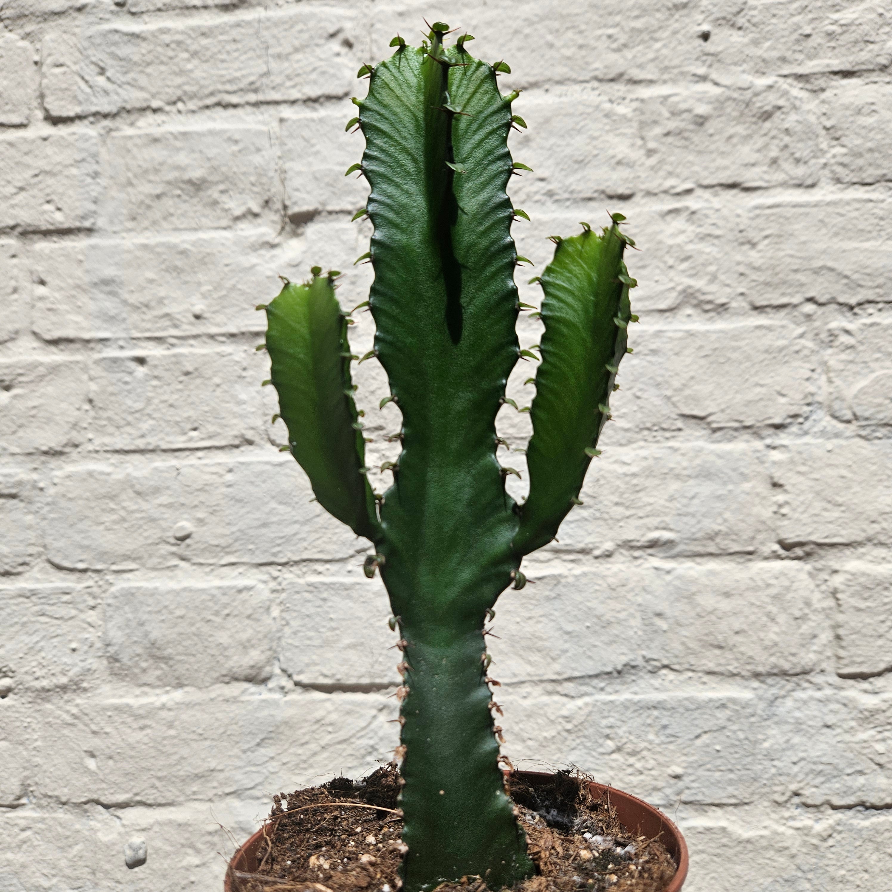 Euphorbia trigona branched (African milk tree)