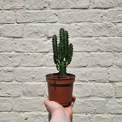 Euphorbia trigona &