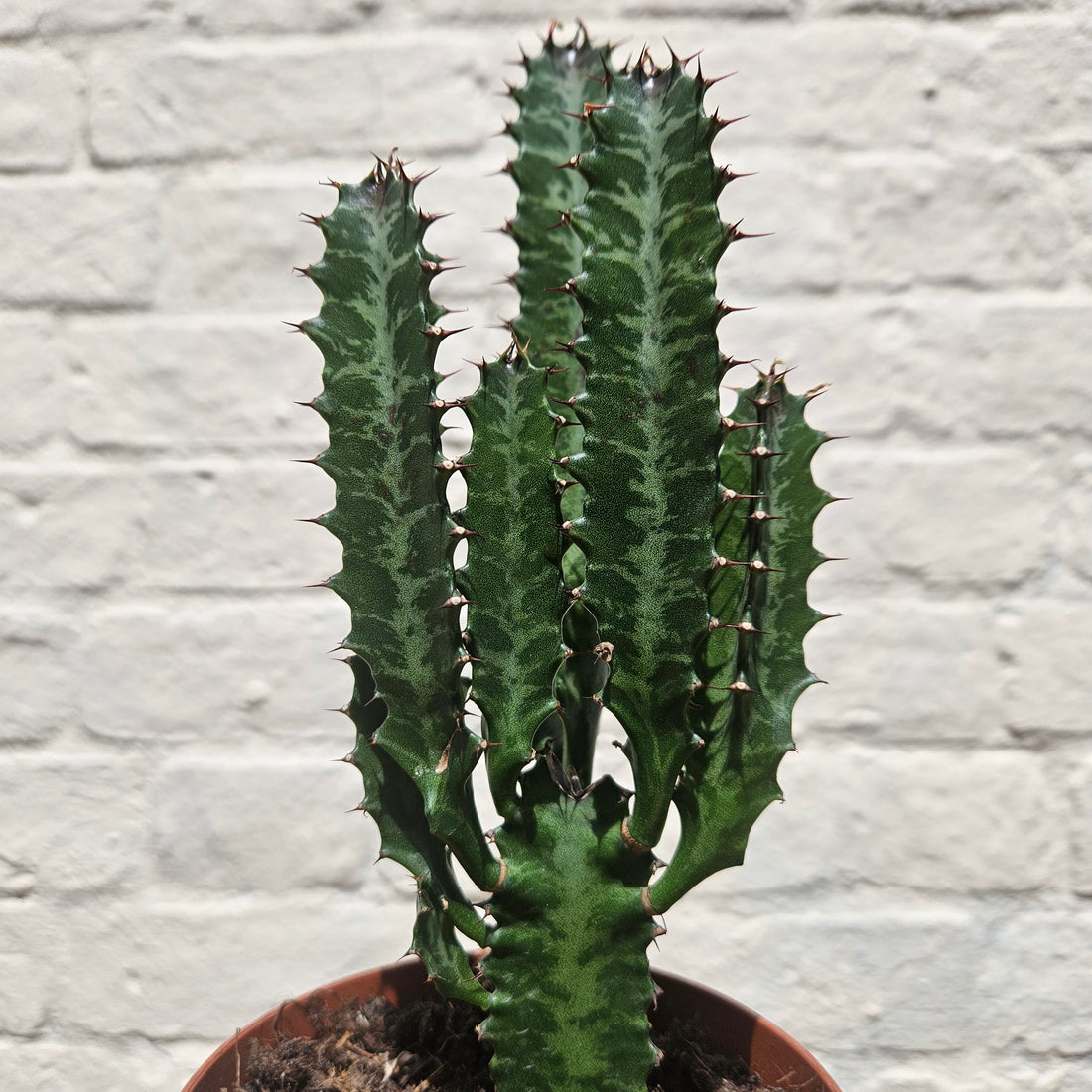 Euphorbia trigona &