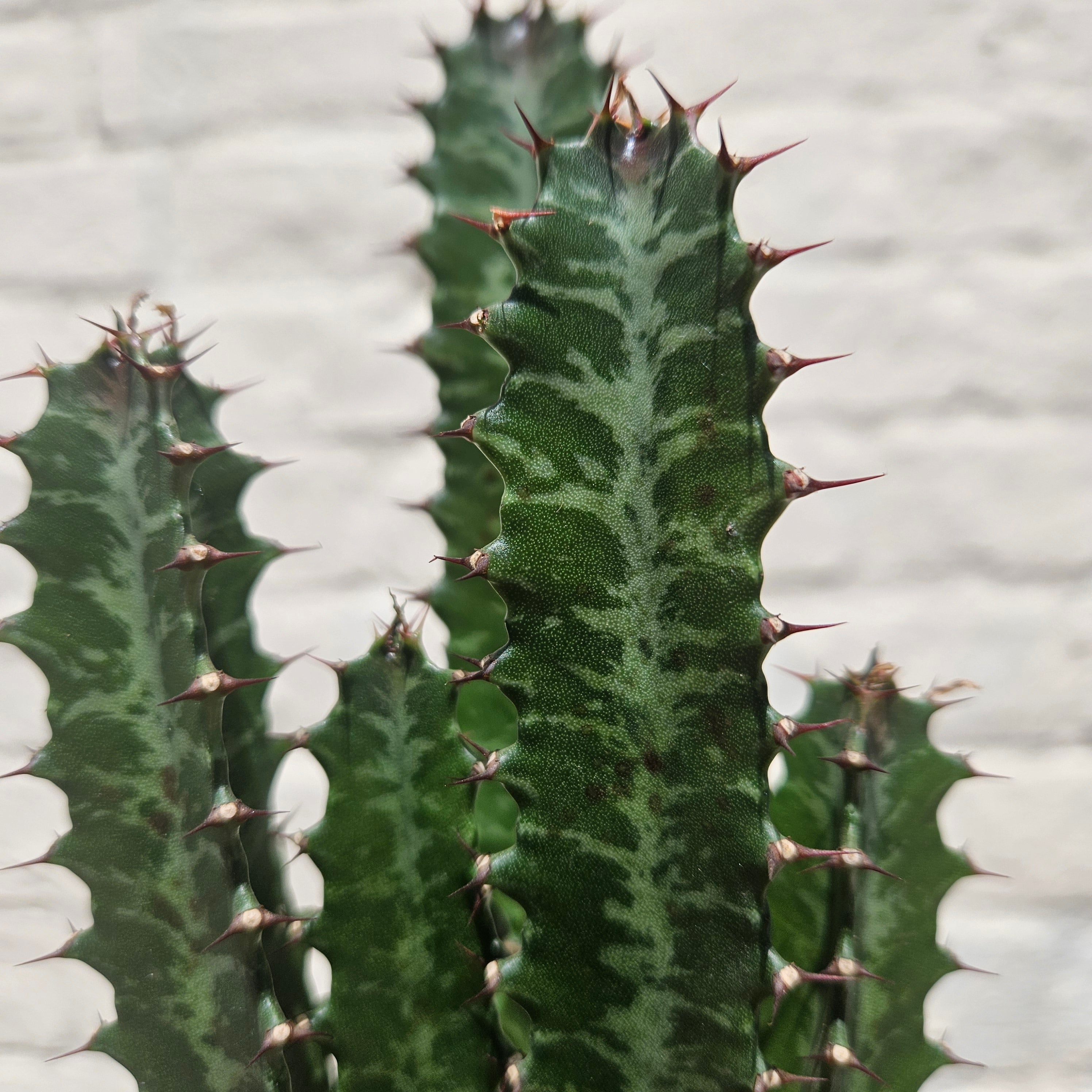 Euphorbia trigona &