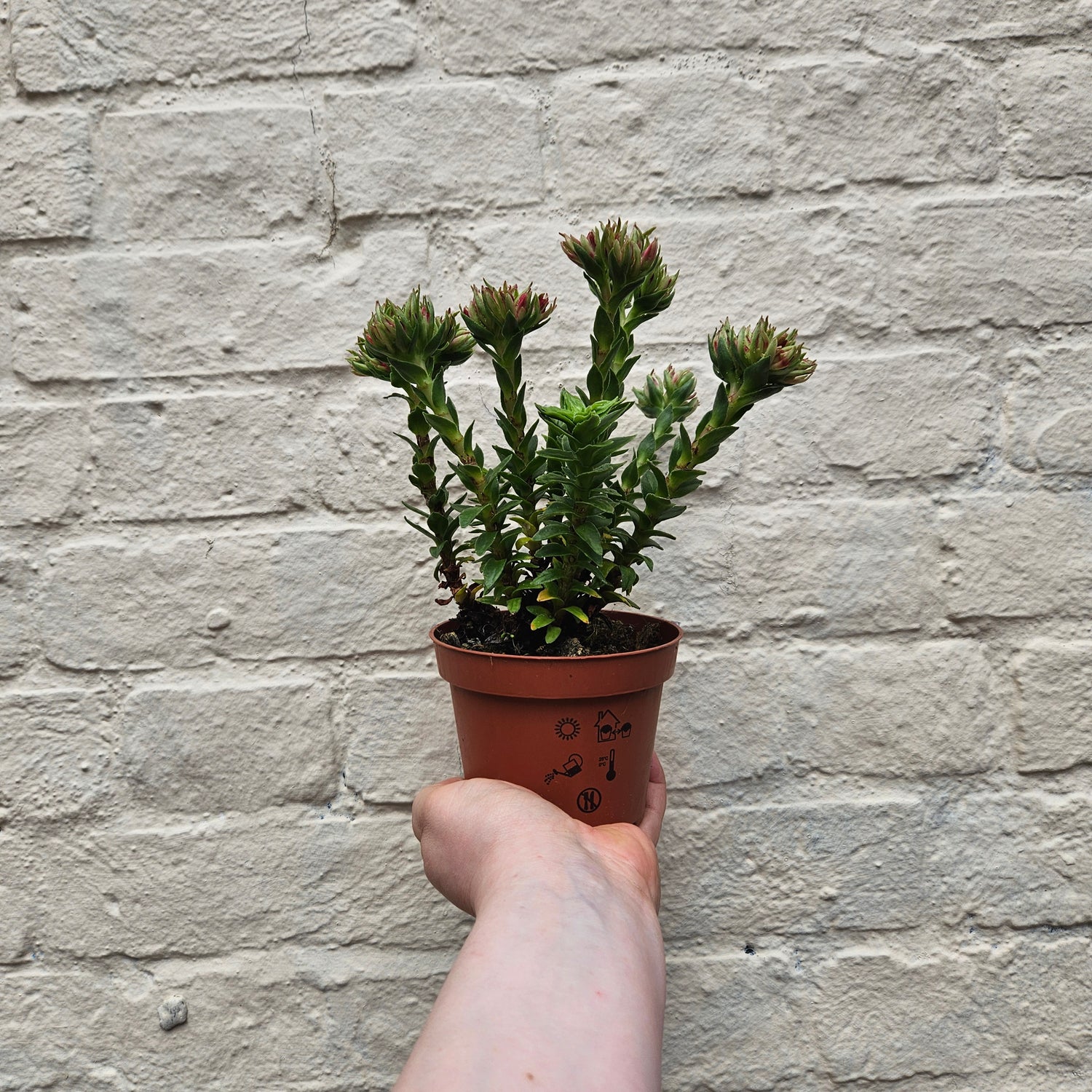 Crassula coccinea (Red crassula) & Between Two Thorns