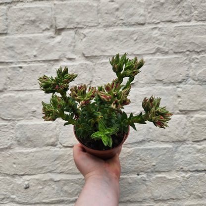 Crassula coccinea (Red crassula)