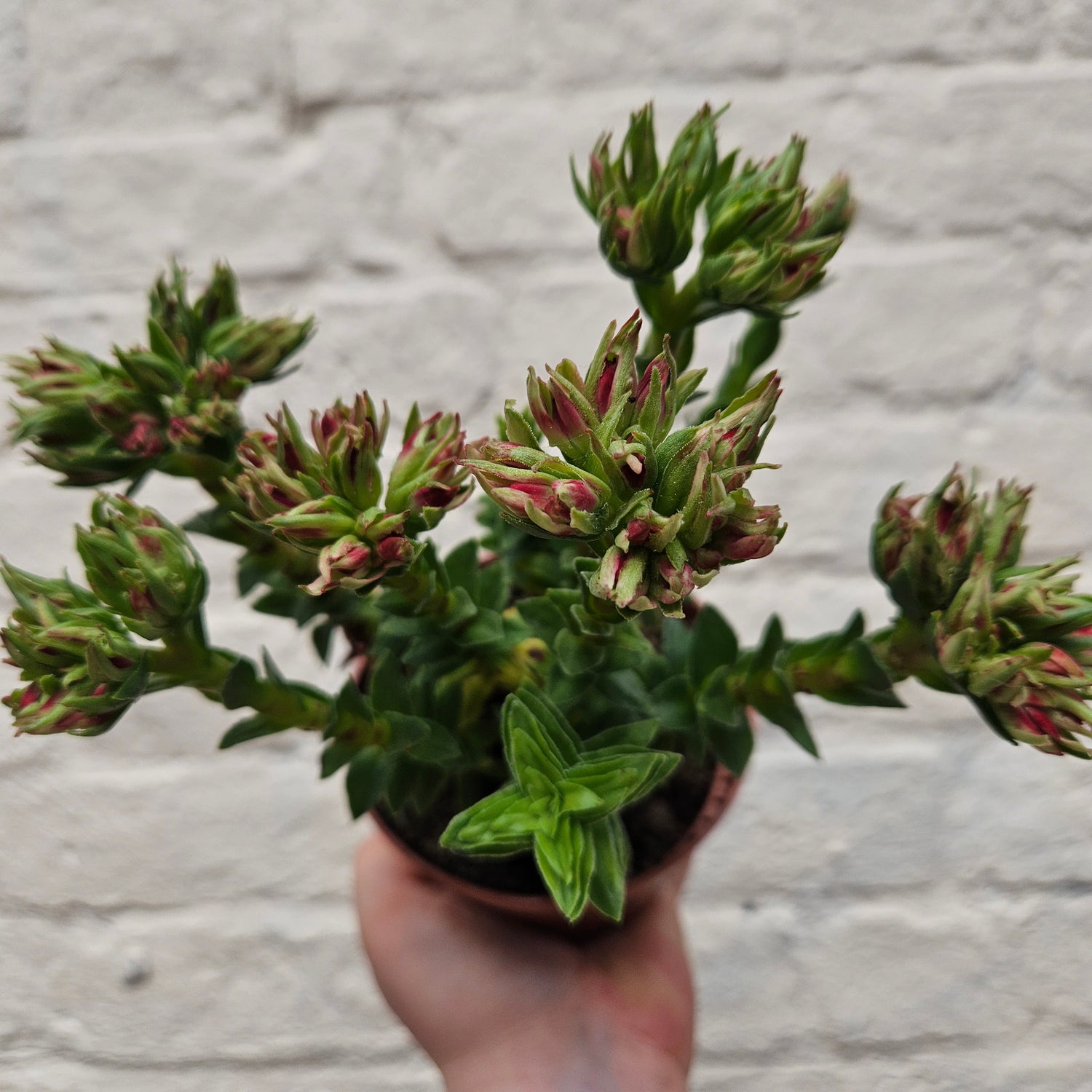 Crassula coccinea (Red crassula) & Between Two Thorns