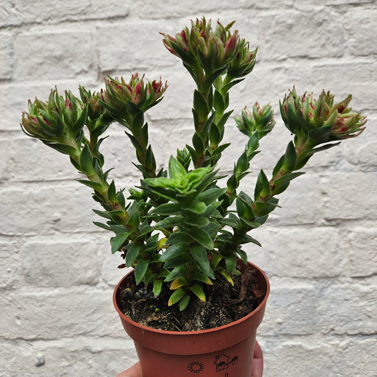 Crassula coccinea (Red crassula) & Between Two Thorns