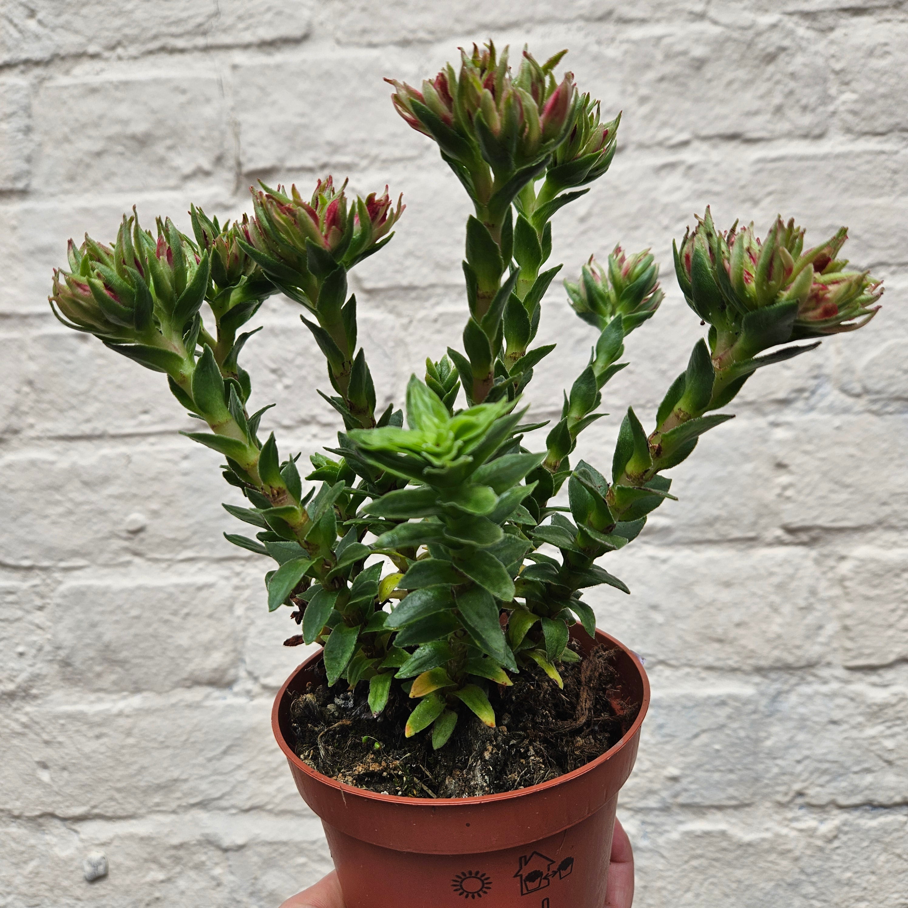 Crassula coccinea (Red crassula)