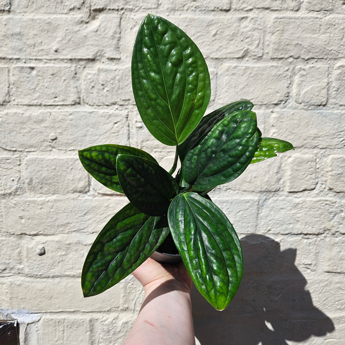Philodendron karstenianum syn. Monstera Peru / Marble Planet (Various sizes available)