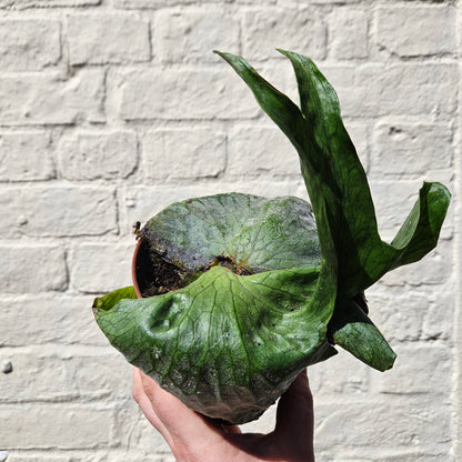 Platycerum superbum (Giant staghorn fern)