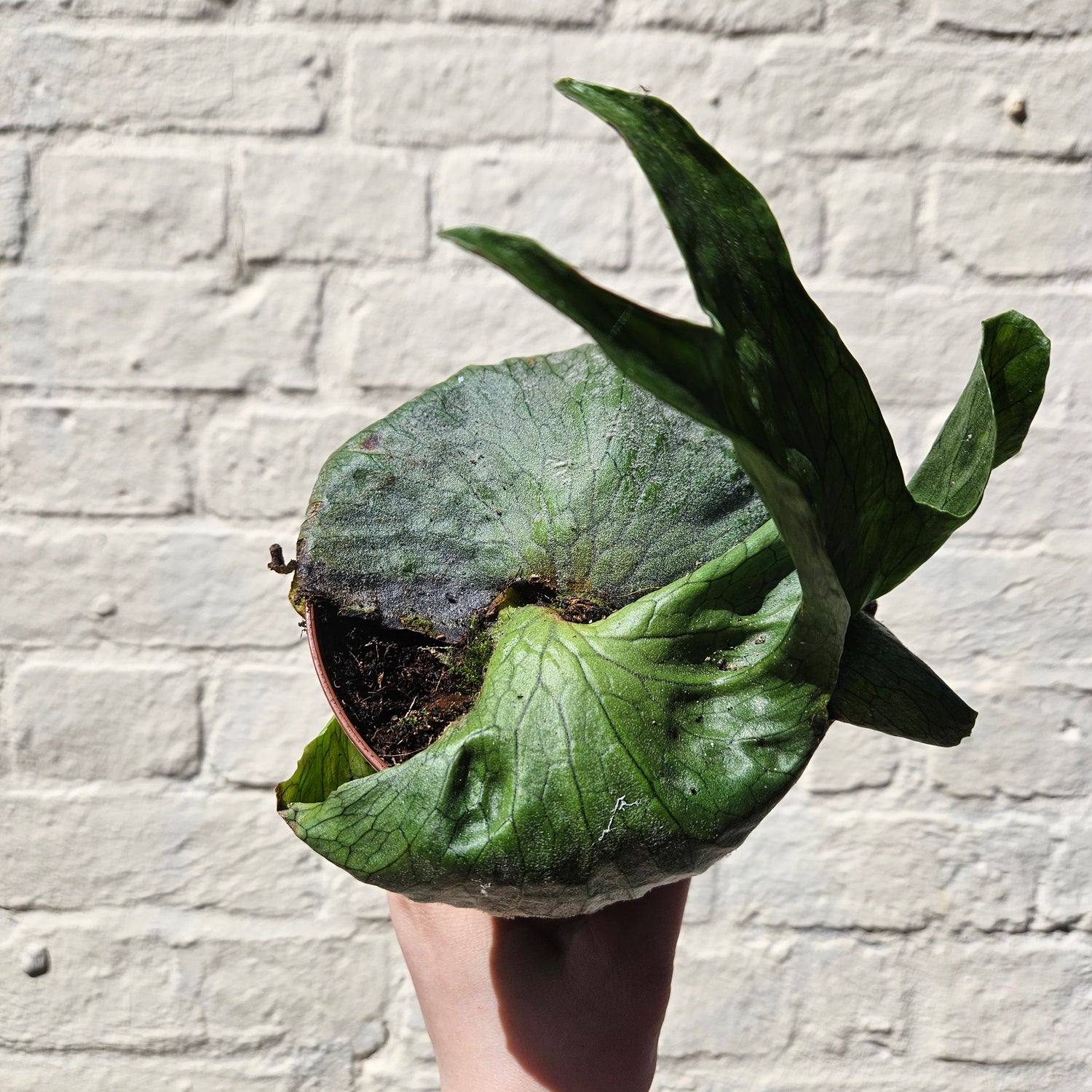 Platycerum superbum (Giant staghorn fern)