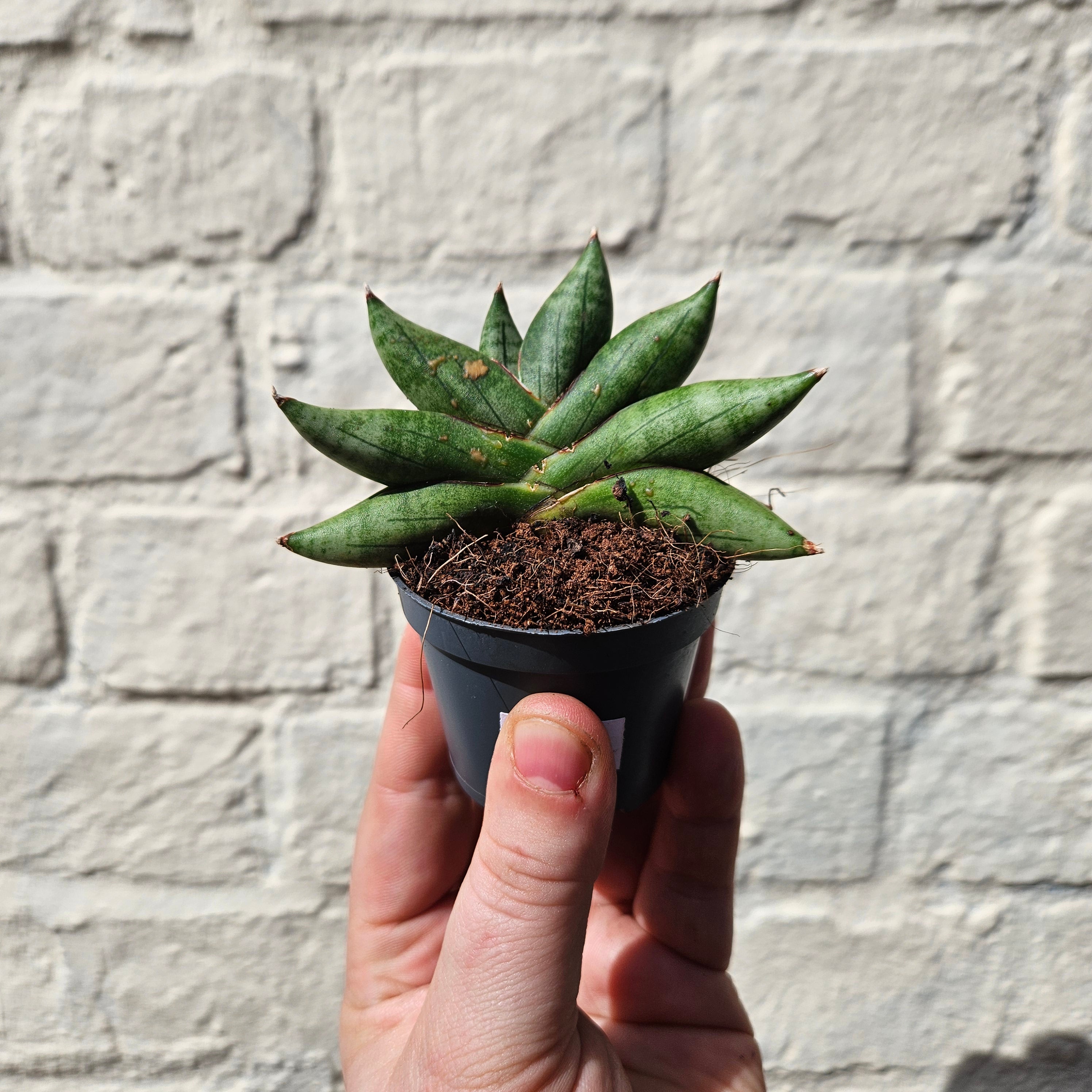 Sansevieria cylindrica boncel (Starfish Sansevieria) mini