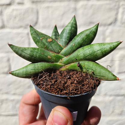 Sansevieria cylindrica boncel (Starfish Sansevieria) mini