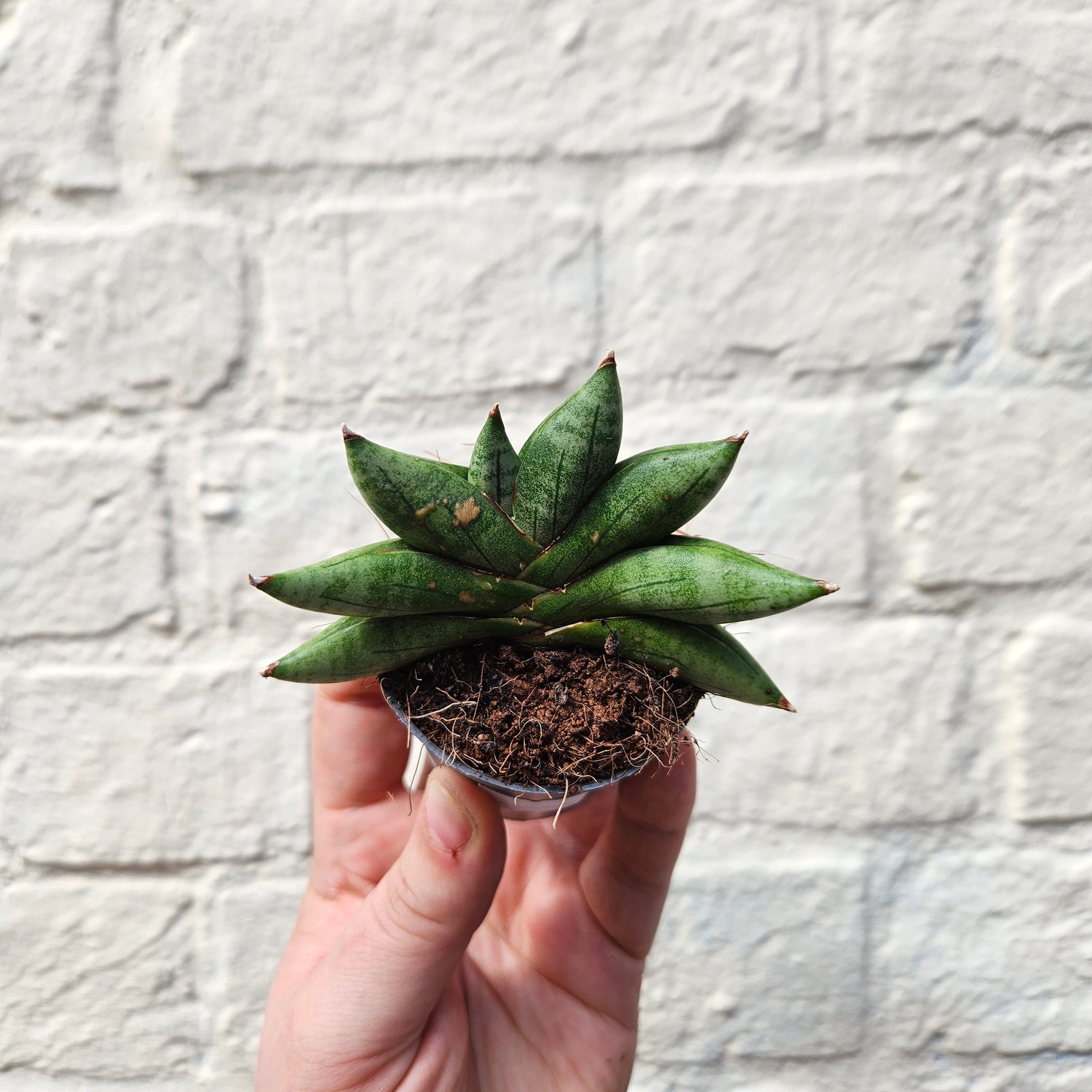 Sansevieria cylindrica boncel (Starfish Sansevieria) mini