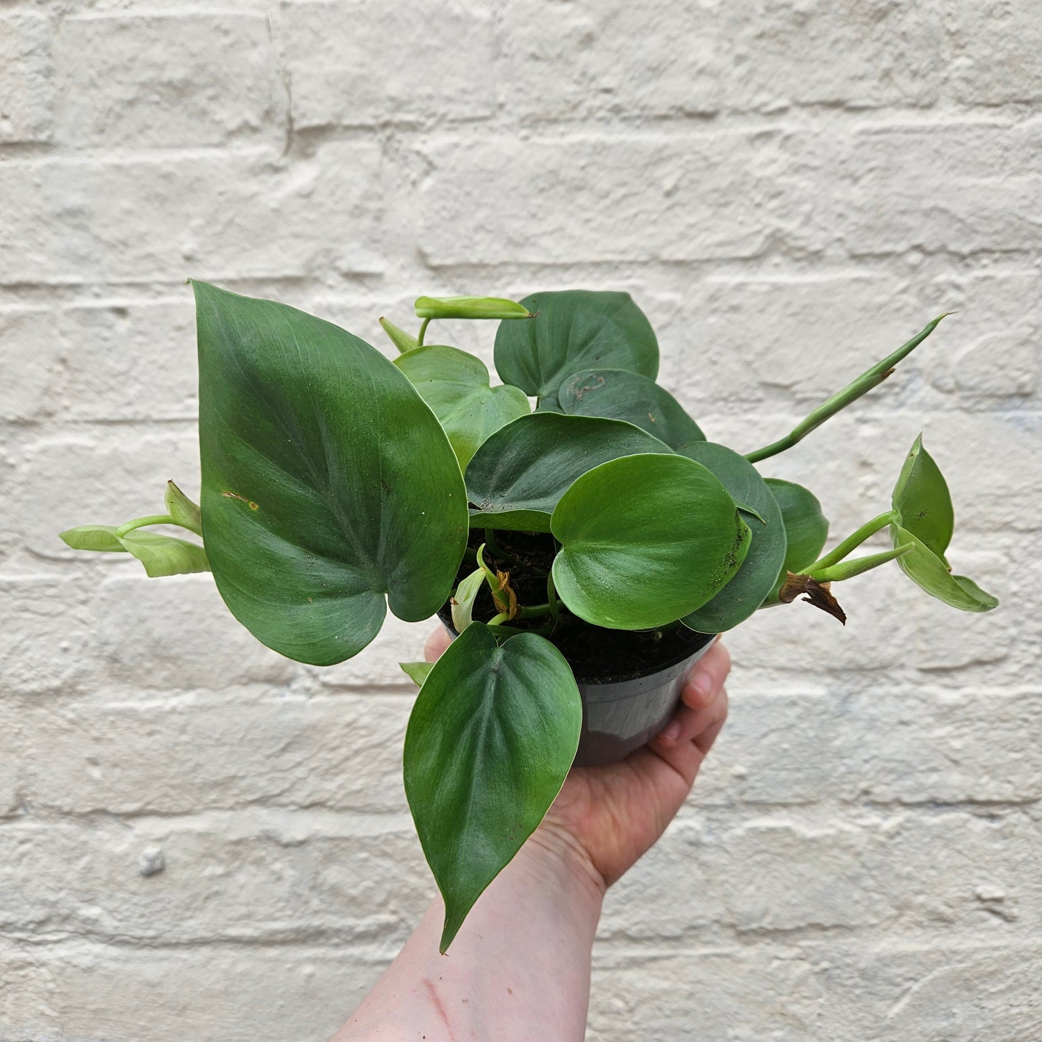 Philodendron hederaceum syn. Philodendron scandens (Heartleaf or Sweetheart Plant) Various sizes