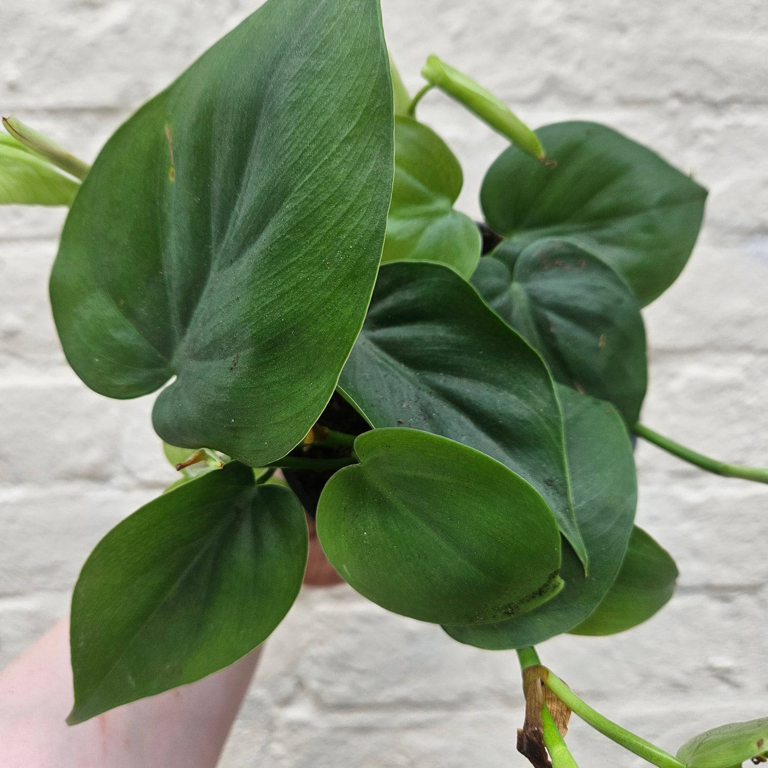 Philodendron hederaceum syn. Philodendron scandens (Heartleaf or Sweetheart Plant) Various sizes