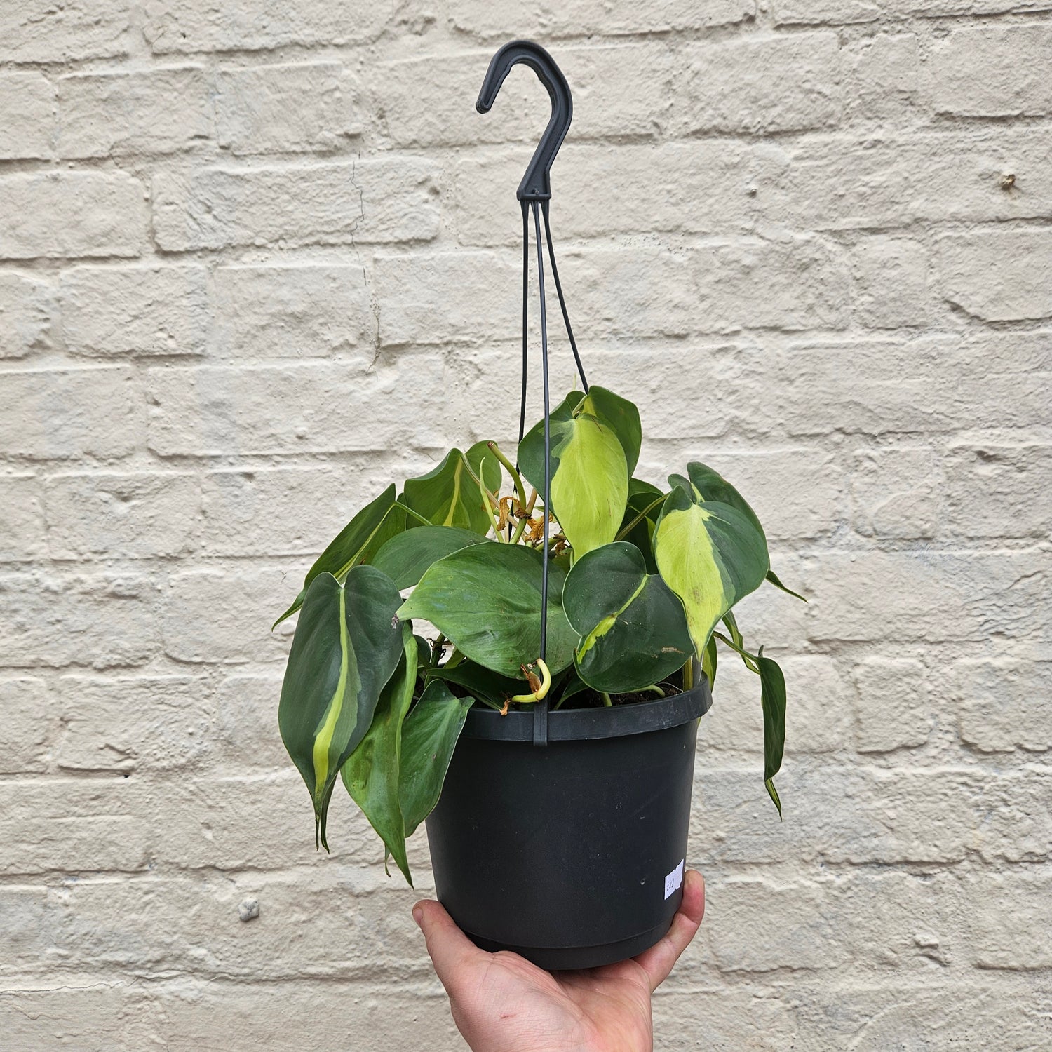 Philodendron scandens &