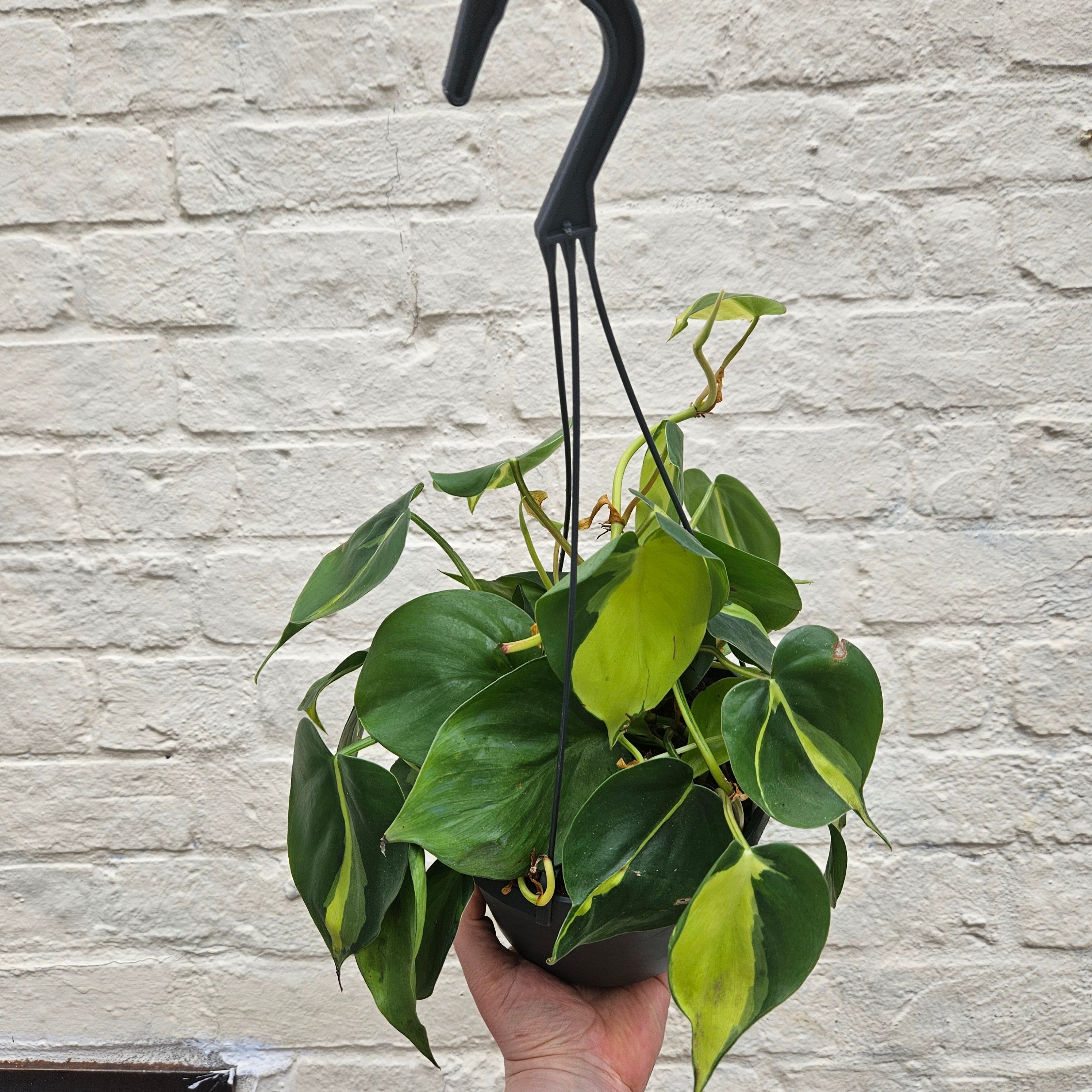 Philodendron scandens &