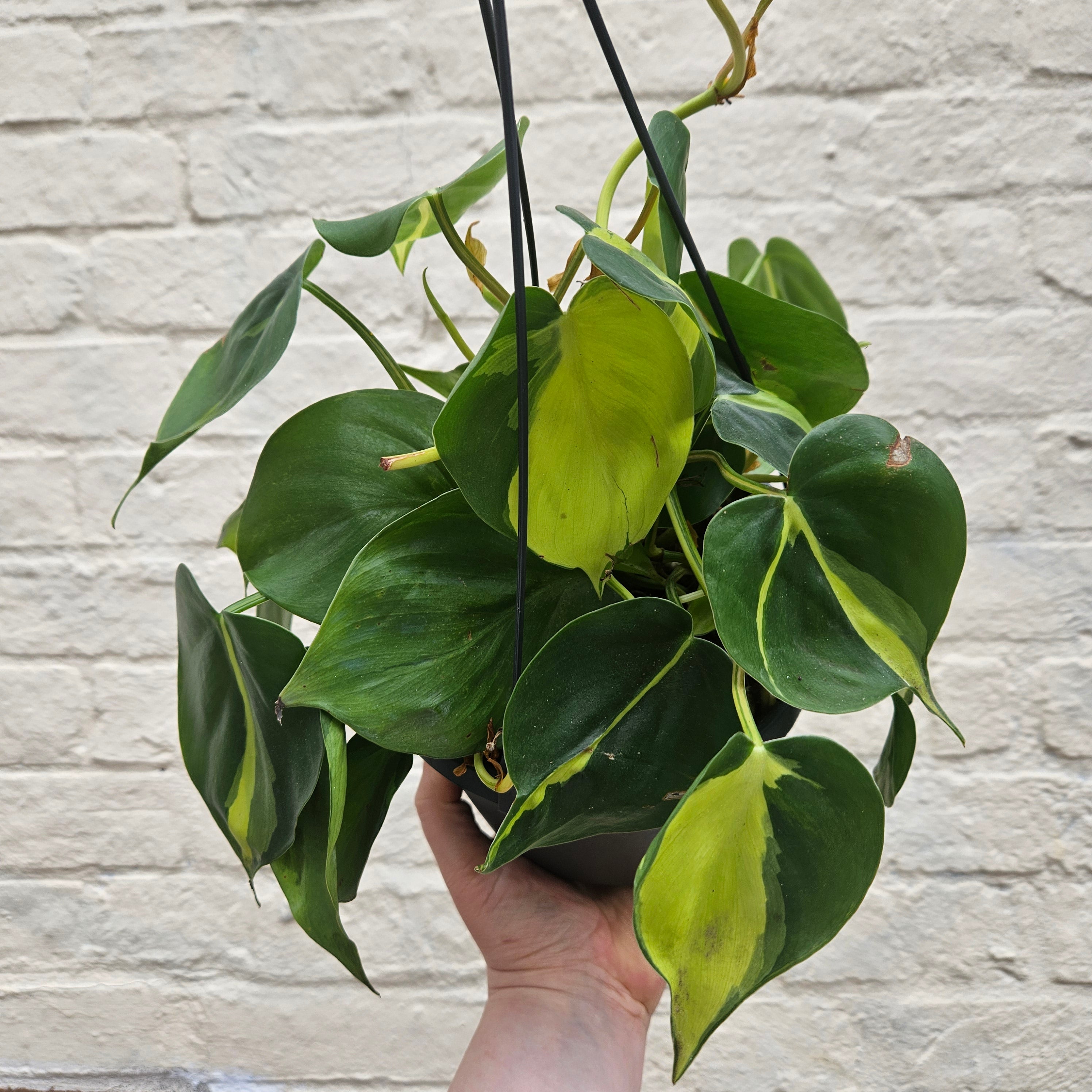 Philodendron scandens &