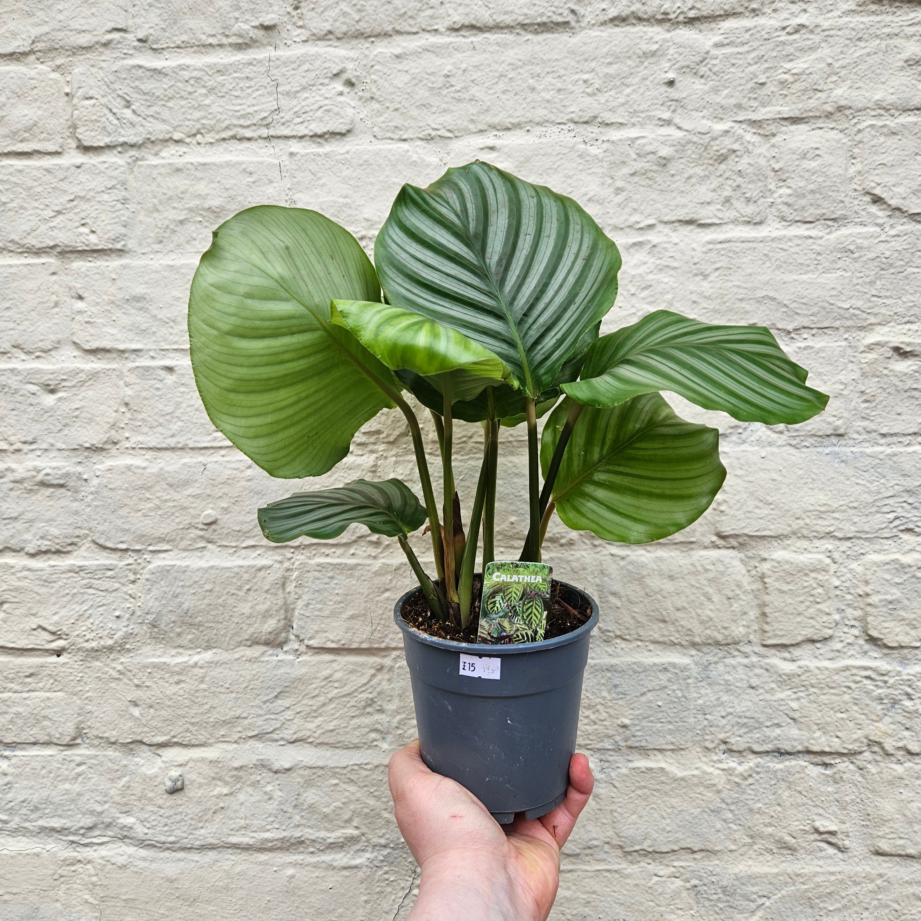 Goeppertia orbifolia syn. Calathea orbifolia (Prayer Plant)