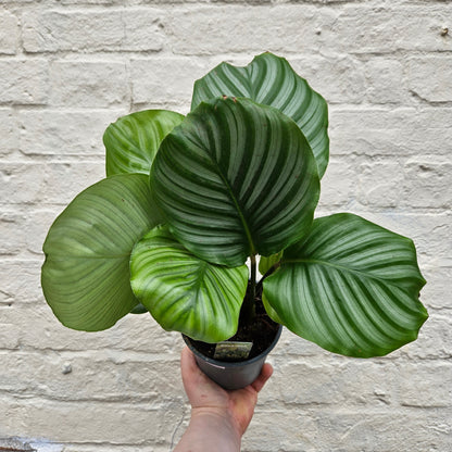 Goeppertia orbifolia syn. Calathea orbifolia (Prayer Plant)