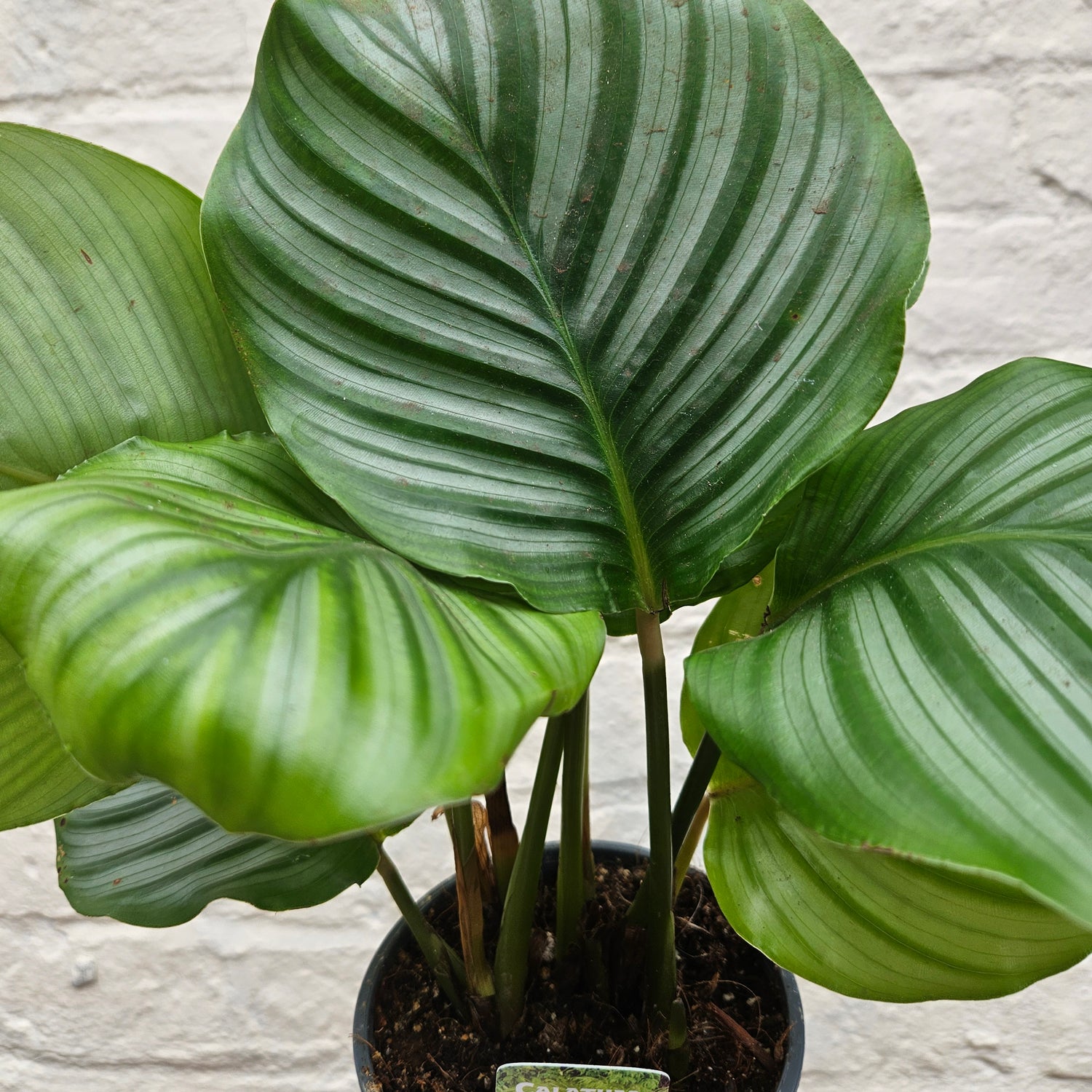 Goeppertia orbifolia syn. Calathea orbifolia (Prayer Plant)