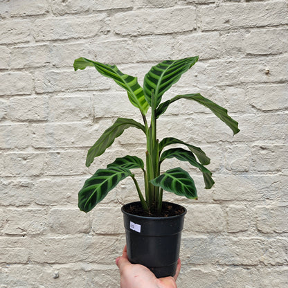 Goeppertia zebrina syn. Calathea zebrina (Zebra Plant/ Prayer Plant)