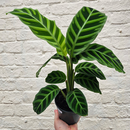 Goeppertia zebrina syn. Calathea zebrina (Zebra Plant/ Prayer Plant)