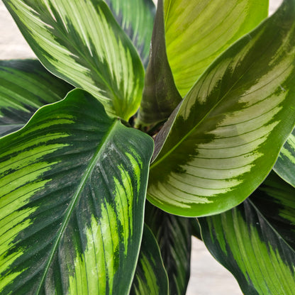 Goeppertia ornata syn. Calathea ornata &