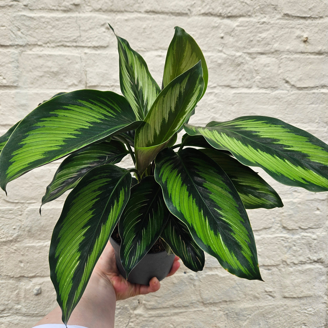 Goeppertia ornata syn. Calathea ornata &