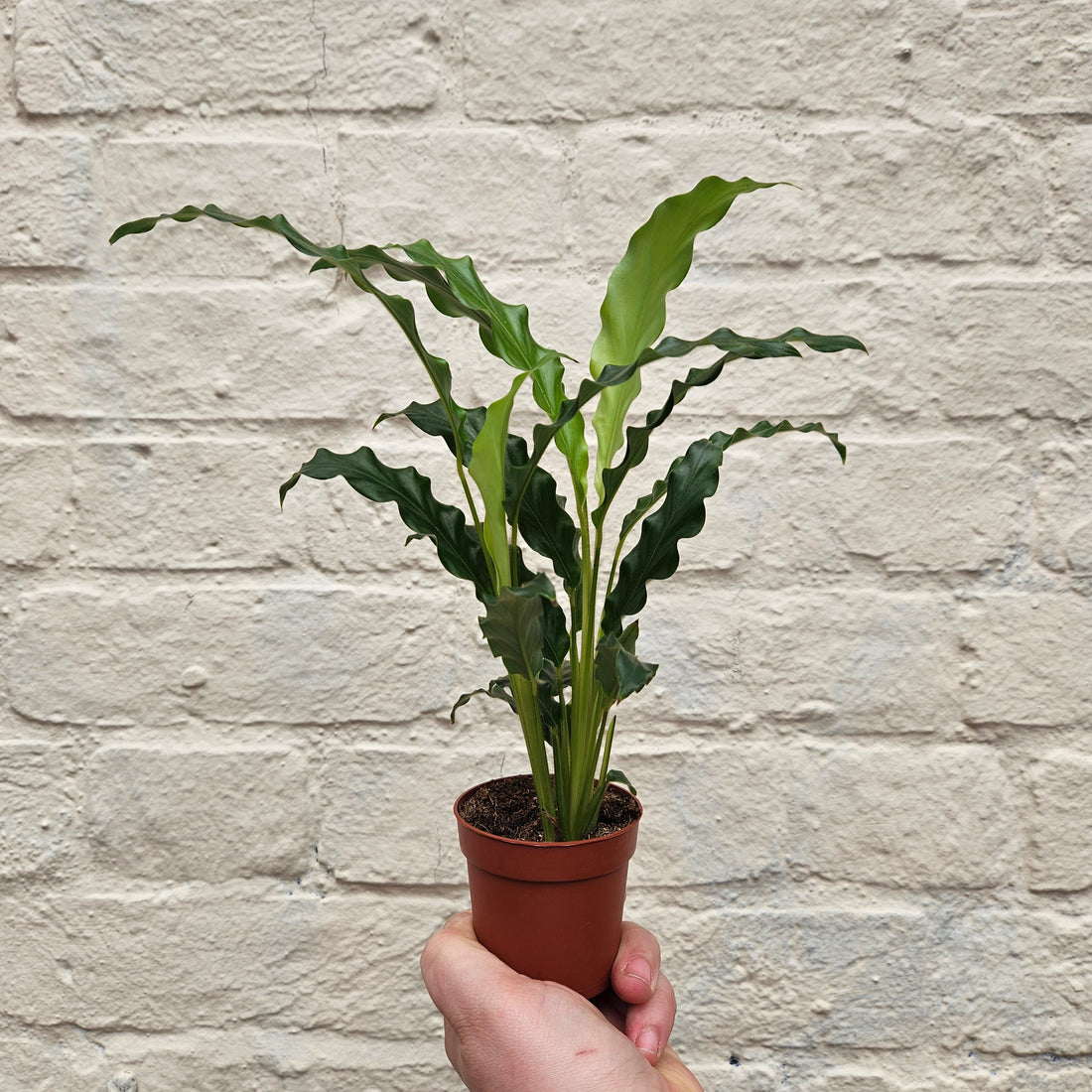 Goeppertia rufibarba syn. Calathea rufibarba (Velvet Calathea) Various sizes