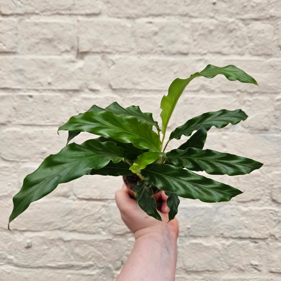 Goeppertia rufibarba syn. Calathea rufibarba (Velvet Calathea) Various sizes