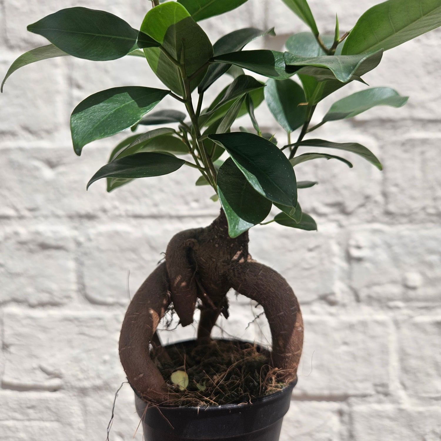 Ficus Microcarpa &