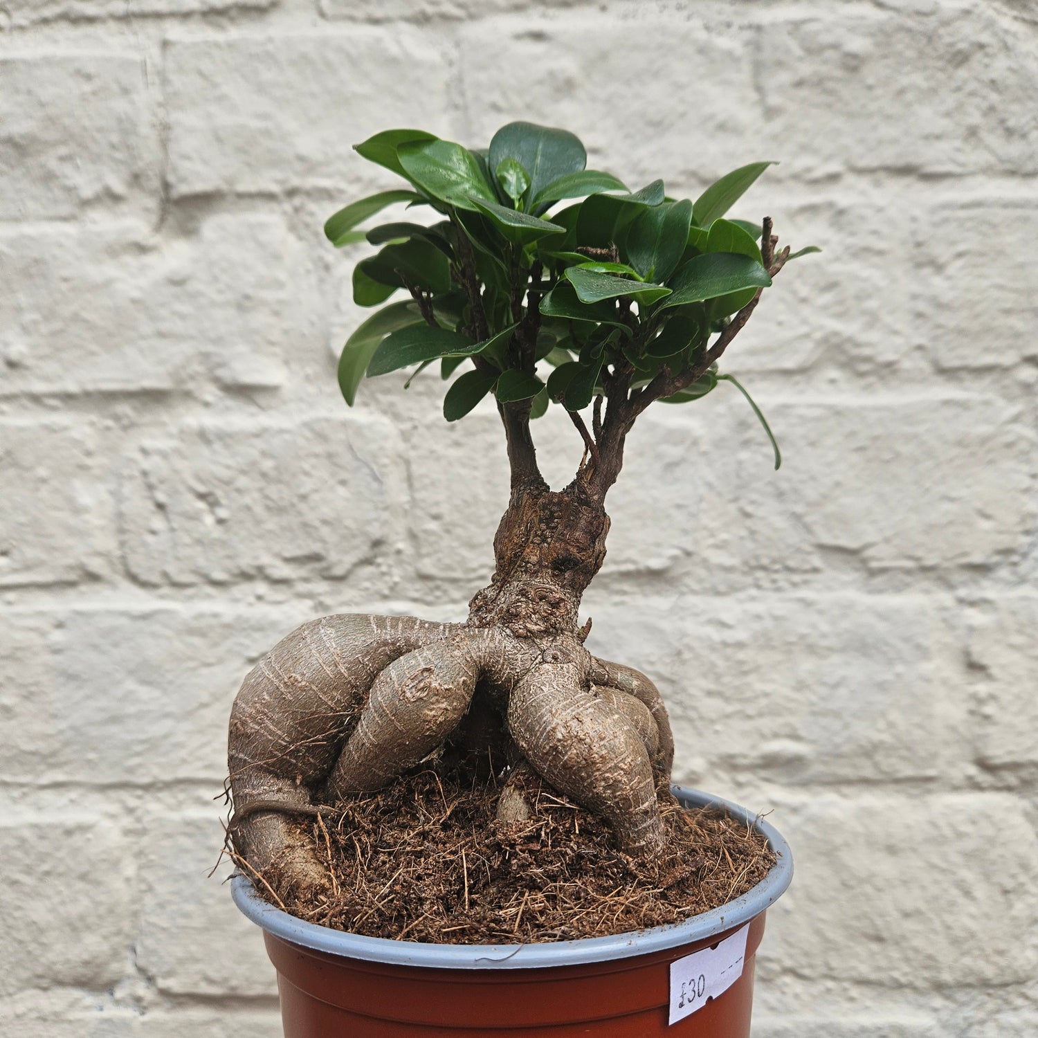 Ficus Microcarpa &